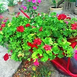 Cenzina Marina Di Pisticci