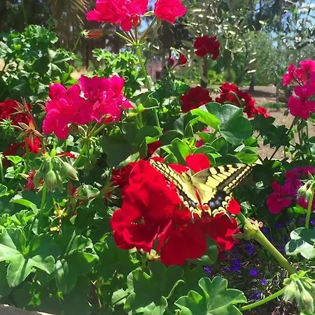 Cenzina Bed & Breakfast