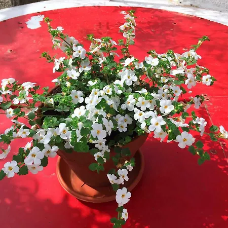 Cenzina Frühstückspension 3*