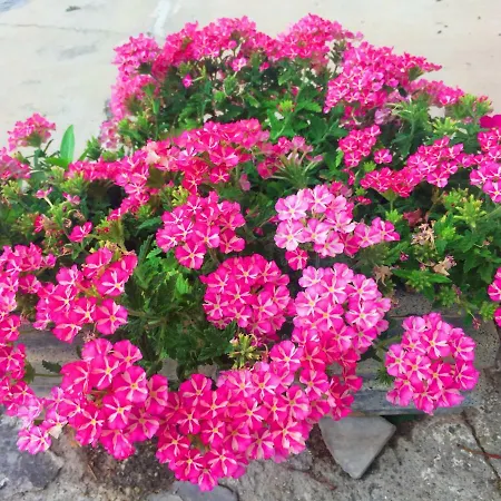 Bed & Breakfast Cenzina 3*