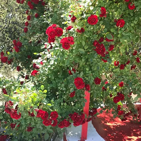 Bed & Breakfast Cenzina