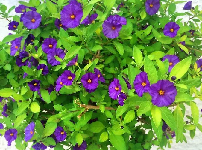 Cenzina Bed & Breakfast Marina Di Pisticci